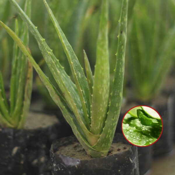 এলোভেরা (Alovera) চারা 