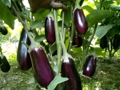 বাসন্তী- হাইব্রিড বেগুন Basonti-Hybrid Brinjal of Ispahani Agro Limited - Image 3