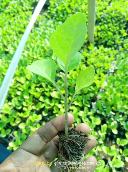 উচ্চ ফলনশীল বেগুন পার্পল কিং-Purple King Begun - Image 3