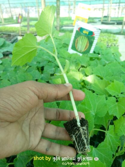 হাইব্রিড চিচিঙ্গা চারা আশা-Asha Snake Gourd - Image 4