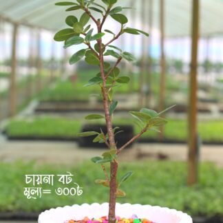 চায়না বটগাছ বাড়ি ও বাগান সাজানোর জন্য সেরা পছন্দ । Chinese banyan tree