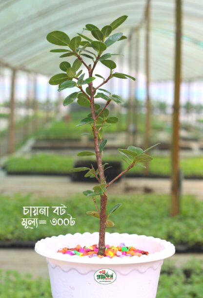 চায়না বটগাছ বাড়ি ও বাগান সাজানোর জন্য সেরা পছন্দ । Chinese banyan tree