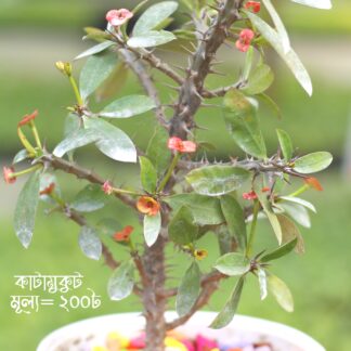 কাঁটা মুকুট । Euphorbia milii । Suchona Katamukut । Crown of Thorns