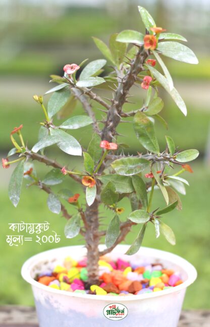 কাঁটা মুকুট । Euphorbia milii । Suchona Katamukut । Crown of Thorns
