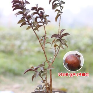 China Drop guava চায়না ড্রপ পেয়ারা চারা
