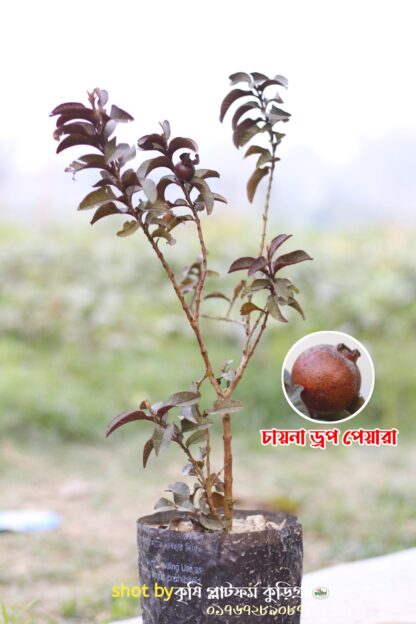 China Drop guava চায়না ড্রপ পেয়ারা চারা