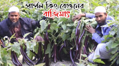 উচ্চ ফলনশীল বেগুন পার্পল কিং-Purple King Begun - Image 5