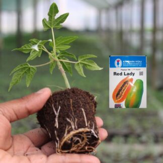 রেডলেডি পেপে চারা । red lady papaya