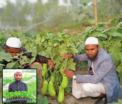 বারি-১২ বেগুন [কেজি বেগুন ] bari 12 begun - Image 2