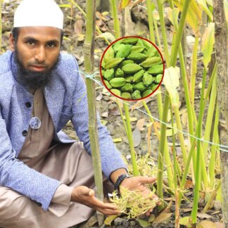 cardamom [ Green small ] সবুজ জাতের ছোট এলাচের অরিজিনাল চারা