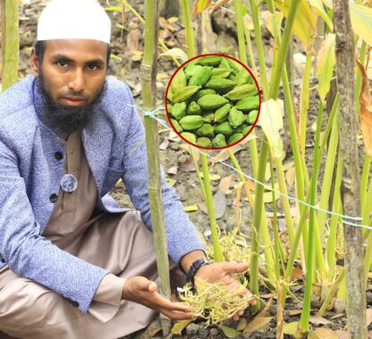 cardamom [ Green small ] সবুজ জাতের ছোট এলাচের অরিজিনাল চারা