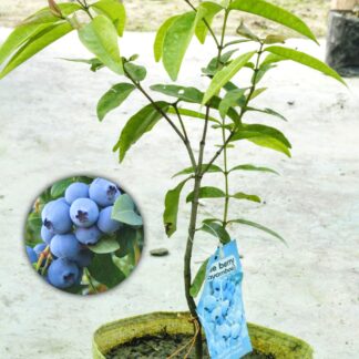 ব্লুবেরি চারা গাছ blueberry fruit plant tree