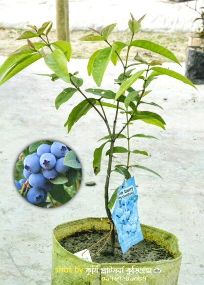 ব্লুবেরি চারা গাছ blueberry fruit plant tree