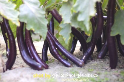 উচ্চ ফলনশীল বেগুন পার্পল কিং-Purple King Begun - Image 2