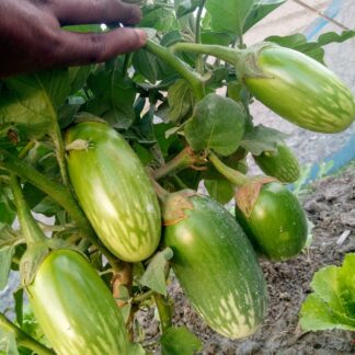 হাইব্রিড বেগুন- গ্রীন বল (green ball begun