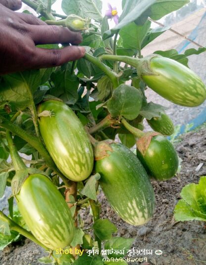 হাইব্রিড বেগুন- গ্রীন বল (green ball begun