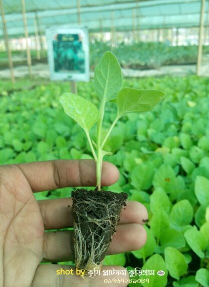 হাইব্রিড বেগুন- গ্রীন বল (green ball begun - Image 3