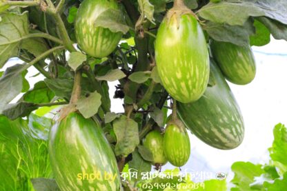 হাইব্রিড বেগুন- গ্রীন বল (green ball begun - Image 5