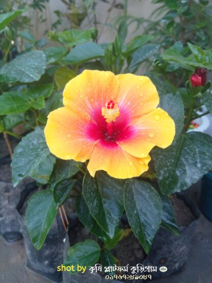 আমেরিকান জবা ফুল | american joba flower - Image 2
