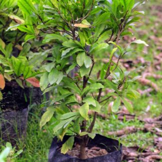 Miracle Fruit মিরাক্কেলবেরি গাছ