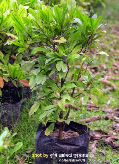 Miracle Fruit মিরাক্কেলবেরি গাছ