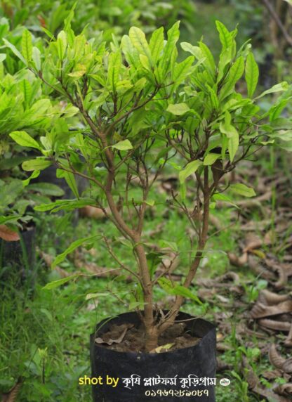 Miracle Fruit মিরাক্কেলবেরি গাছ - Image 3