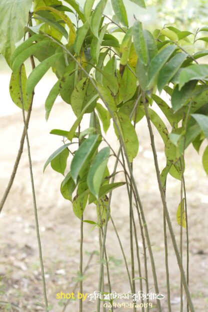 করোসল, Corossol ক্যান্সার প্রতিরোধক ফল