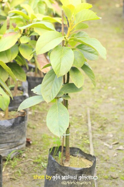 অ্যাভোকাডো ফল গাছ avocado fruit tree - Image 2