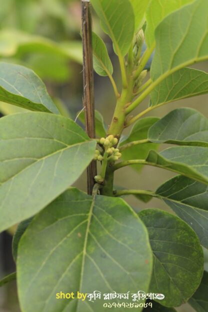 অ্যাভোকাডো ফল গাছ avocado fruit tree - Image 5