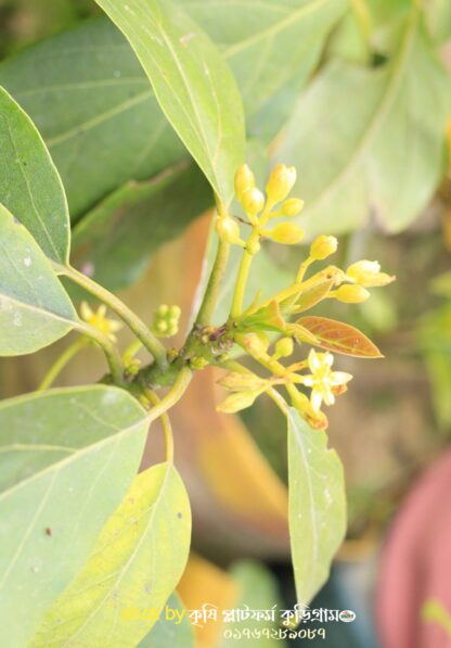 অ্যাভোকাডো ফল গাছ avocado fruit tree - Image 4