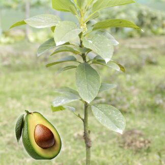 অ্যাভোকাডো ফল গাছ avocado fruit tree