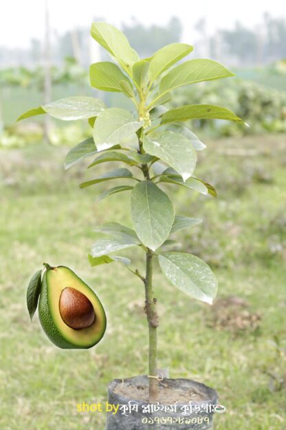 অ্যাভোকাডো ফল গাছ avocado fruit tree