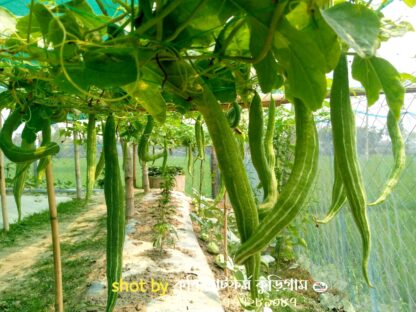 হাইব্রিড চিচিঙ্গা চারা আশা-Asha Snake Gourd - Image 3
