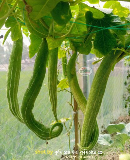 হাইব্রিড চিচিঙ্গা চারা আশা-Asha Snake Gourd - Image 2