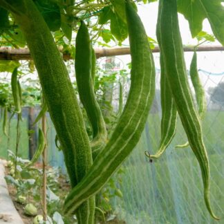 হাইব্রিড চিচিঙ্গা চারা আশা-Asha Snake Gourd