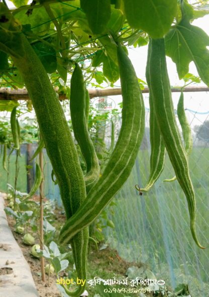 হাইব্রিড চিচিঙ্গা চারা আশা-Asha Snake Gourd