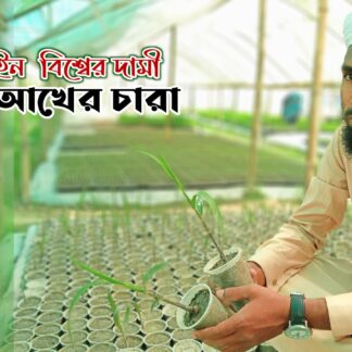 ফিলিপাইন আখের চারা। filipino black sugarcane
