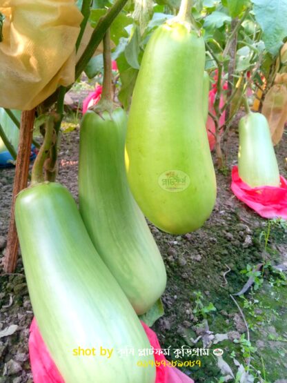 বারি-১২ বেগুন [কেজি বেগুন ] bari 12 begun - Image 3