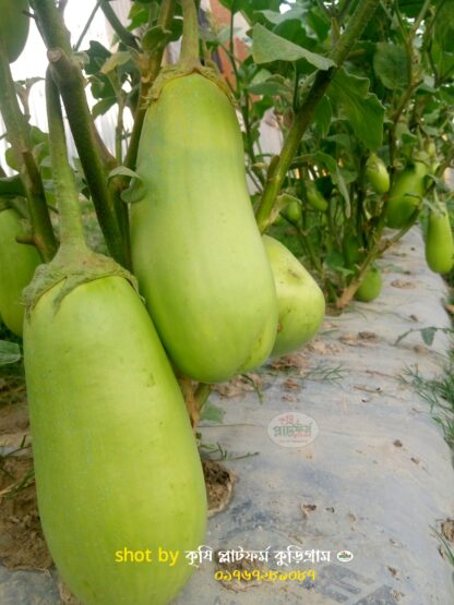 বারি-১২ বেগুন [কেজি বেগুন ] bari 12 begun - Image 5