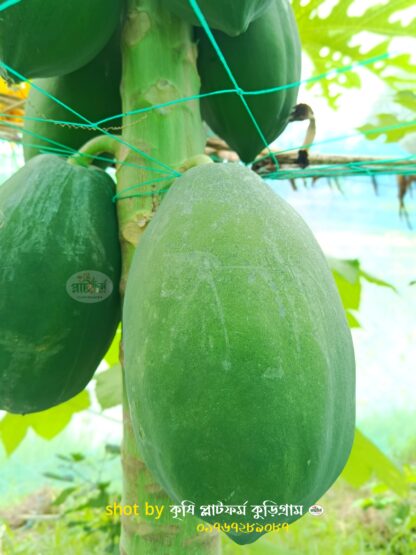 রেডলেডি পেপে চারা । red lady papaya - Image 2