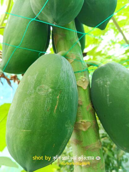 রেডলেডি পেপে চারা । red lady papaya - Image 3