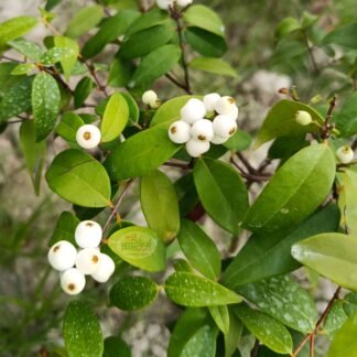 ক্যাটবেরী/ ক্যাটফ্রুট গাছ Cat's Eye Fruit বা Longan