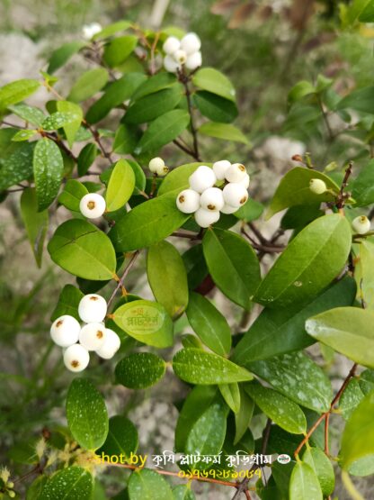 ক্যাটবেরী/ ক্যাটফ্রুট গাছ Cat's Eye Fruit বা Longan