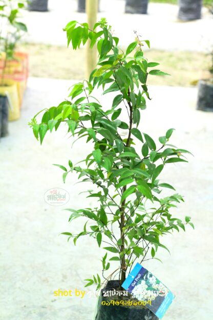 ক্যাটবেরী/ ক্যাটফ্রুট গাছ Cat's Eye Fruit বা Longan - Image 5