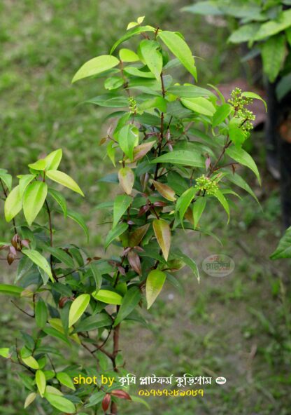 ক্যাটবেরী/ ক্যাটফ্রুট গাছ Cat's Eye Fruit বা Longan - Image 4