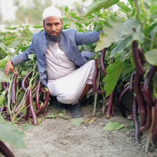 উচ্চ ফলনশীল বেগুন পার্পল কিং-Purple King Begun