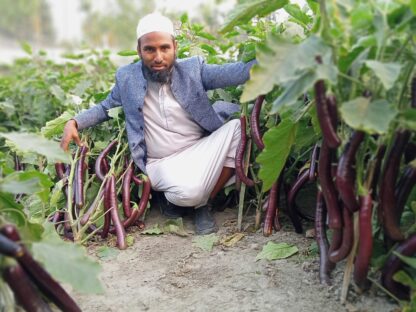 উচ্চ ফলনশীল বেগুন পার্পল কিং-Purple King Begun