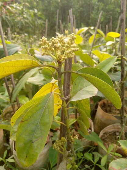 অ্যাভোকাডো ফল গাছ avocado fruit tree - Image 3