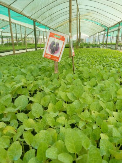 বাসন্তী- হাইব্রিড বেগুন Basonti-Hybrid Brinjal of Ispahani Agro Limited - Image 5