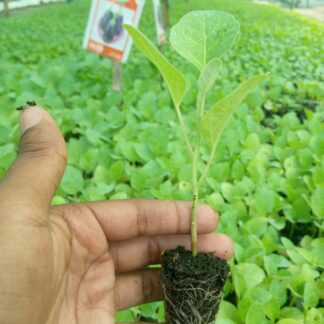 বাসন্তী- হাইব্রিড বেগুন Basonti-Hybrid Brinjal of Ispahani Agro Limited